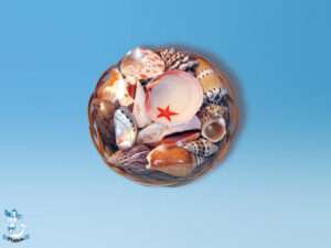 Muschelkorb ca 15 cm