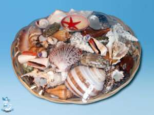 Muschelkorb ca 30 cm