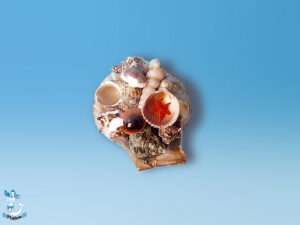 Gefüllte Muschel ca. 7cm