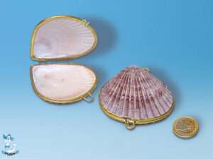 Pillendose Pecten Noblis 5,5cm