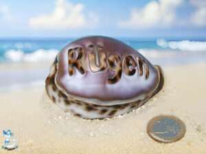 Tigermuschel ca. 7cm Rügen