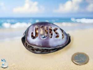 Tigermuschel ca. 7cm Juist