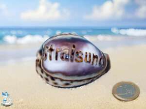 Tigermuschel ca. 7cm Stralsund