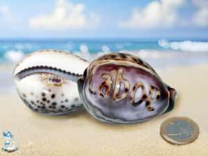 Tigermuschel ca 7cm Laboe