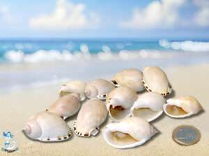 Muschel Cassis vibex ca 4-5 cm