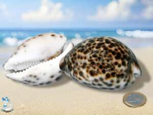 Muschel Cypraea tigris ca 5-7 5 cm