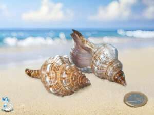 Muschel Fasciolaria trap ca 7-9cm