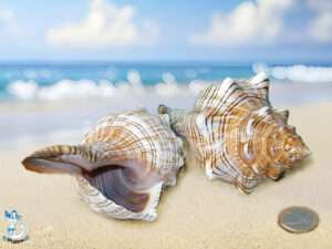 Muschel Fasciolaria trap ca 12 5-14cm