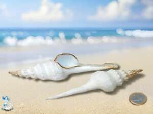 Muschel Fusinus colus 12cm