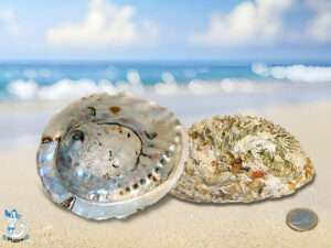 Muschel Haliotis midae 12-14cm