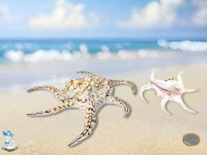 Muschel Lambis chiragra 17cm (männl)m/l