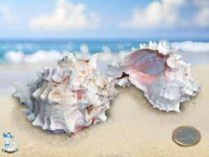 Muschel Murex bicolor 7-9 cm