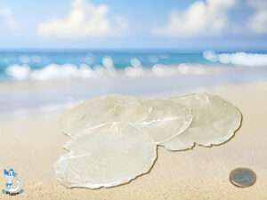 Perlmutt-Capiz-Scheib 7-9cm kg