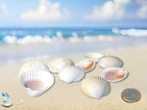 Cockle shell gelb 3-4cm kg