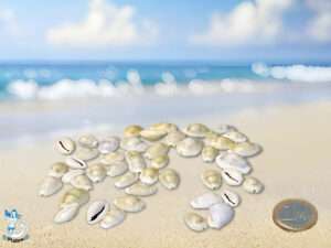 Cyprea Moneta ca. 1-2,5cm kg