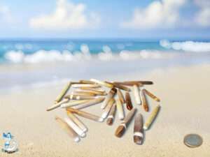 Seeigelstacheln ca. 5-7cm kg