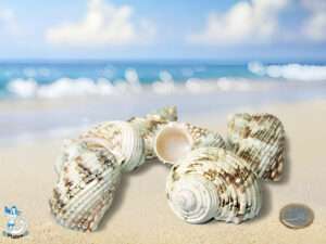 Turbo argyrost Silvermit 4-7cm kg