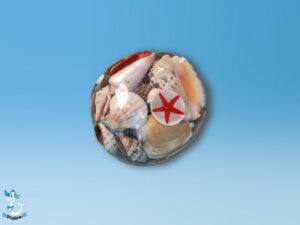 Muschelkorb ca 10-12 cm