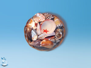 Muschelkorb ca 15 cm