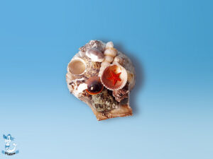 Gefüllte Muschel ca. 7cm