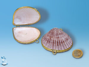 Pillendose Pecten Noblis 5,5cm