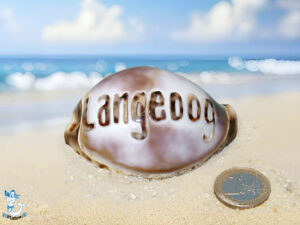 Tigermuschel ca. 7cm Langeoog