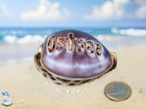 Tigermuschel ca. 7cm Ostsee