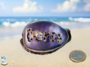 Tigermuschel ca. 7cm Darss