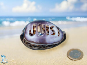 Tigermuschel ca. 7cm Juist