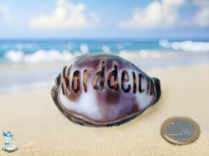 Tigermuschel ca 7cm Norddeich