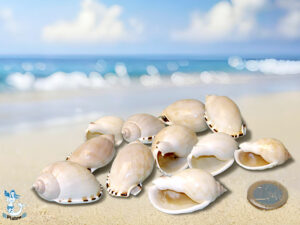 Muschel Cassis vibex ca 4-5 cm