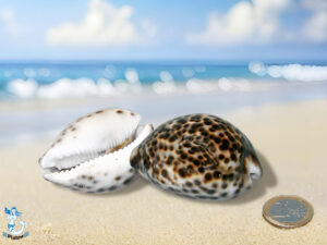 Muschel Cypraea tigris ca 5cm