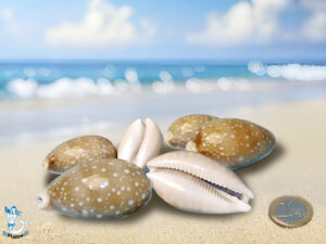 Muschel Cypraea vittelus ca 4-6 cm