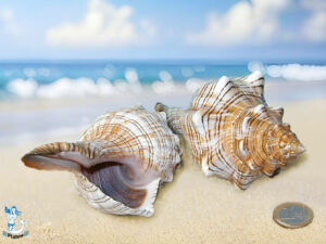 Muschel Fasciolaria trap ca 12 5-14cm