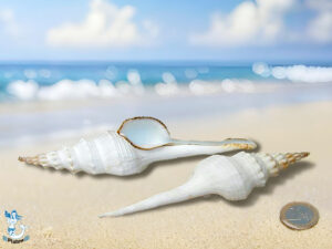 Muschel Fusinus colus 12cm