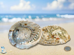 Muschel Haliotis midae 12-14cm