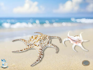 Muschel Lambis chiragra 17cm (männl)m/l