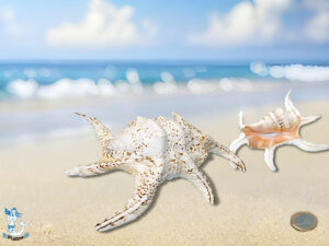 Muschel Lambis chiragra 18cm B-WARE