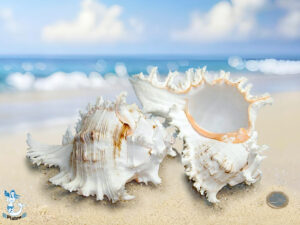 Muschel Murex inflatus ca 18 cm up