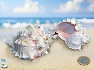 Muschel Murex bicolor 7-9 cm