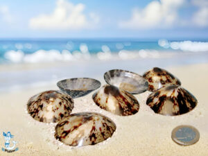 Muschel Patella Testidunaria ca 5cm