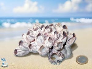 Pockenkoralle 12,5 - 17,5 cm