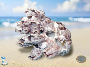 Pockenkoralle 17,5 - 25,0 cm