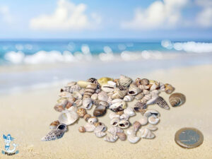 Belegmuscheln-Mix ca. 0,5-1,5cm kg