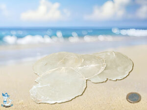 Perlmutt-Capiz-Scheib 7-9cm kg