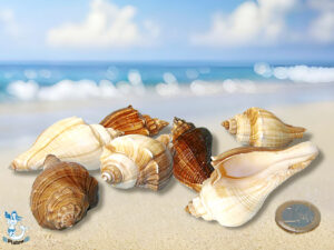 Melongena Melongena ca. 5-8cm kg