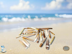 Seeigelstacheln ca. 5-7cm kg