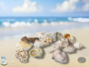 Muschel-Mix Spezial ca. 2-6cm kg