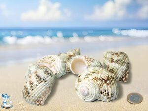 Turbo argyrost Silvermit 4-7cm kg